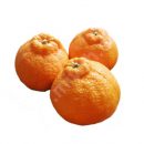 نارنگی بندری - فروشگاه اینترنتی میوه دات کام